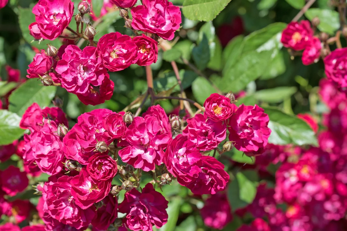 Rosengruppe mit pinken Blüten